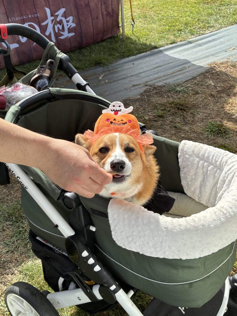 【イベント出店のお知らせ】コーギーフェスに出店しました!