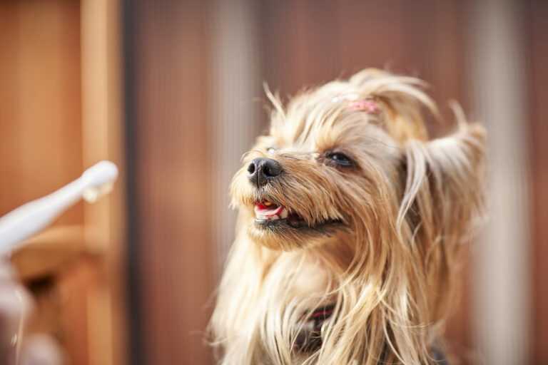 【新商品発売のお知らせ】犬用天然毛歯ブラシ「MIGAKENDE(ミガケンデ)」